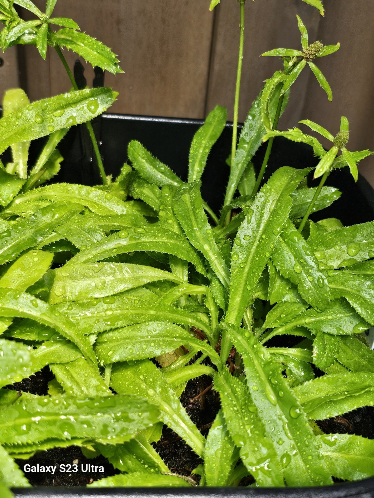RECAO CULANTRO 500+ FRESH SEEDS PUERTO RICO
