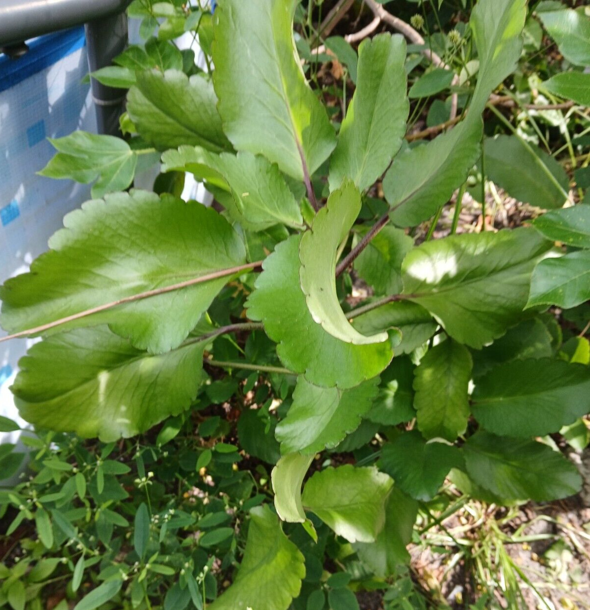 Organic Miracle leaf, Kalanchoe Pinnata Plant, Bryophyllum Pinnatum 12 leaves