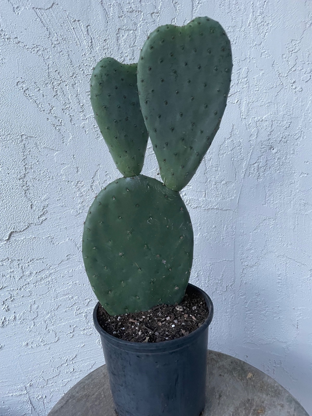 beautiful Opuntia Pyrocarpa, New Mexico Prickly Pear Cactus , rooted # C23