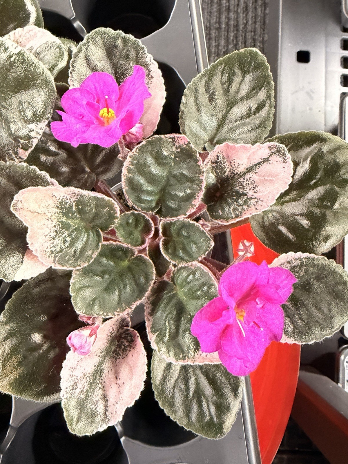 African Violet Plant Ma’s Jamaica Farewell Starter Plant Standard
