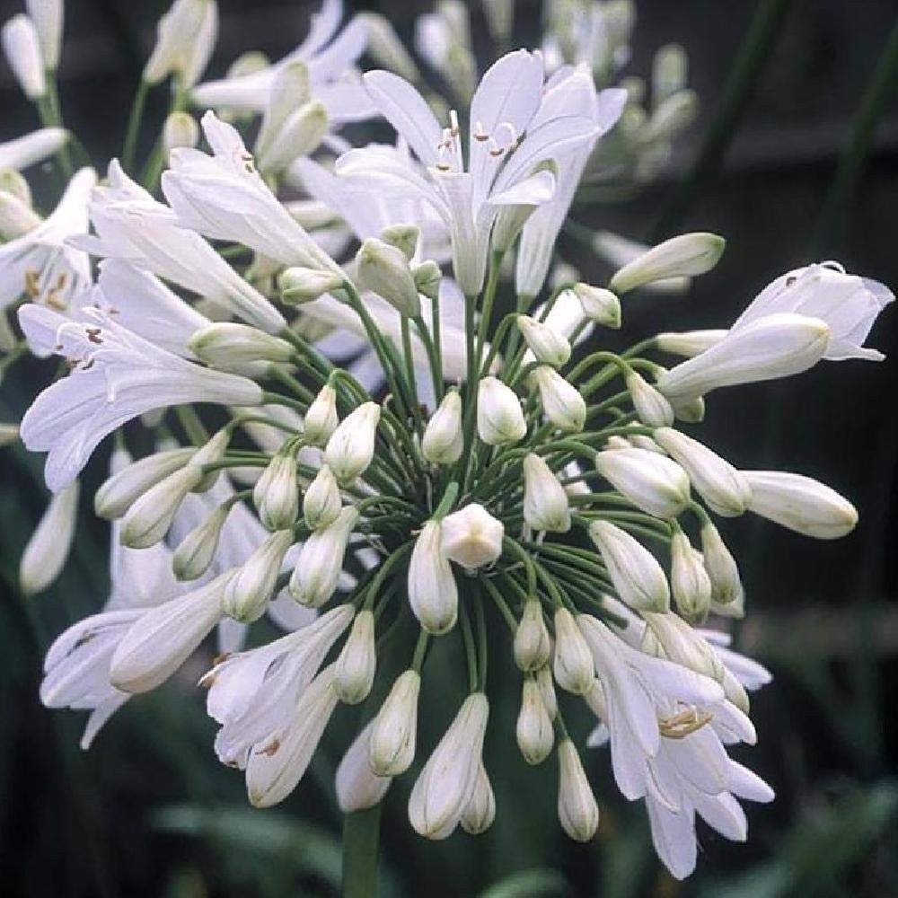 Agapanthus Getty White | 2 Inch | Agapanthus praecox | White Flowers | Borders
