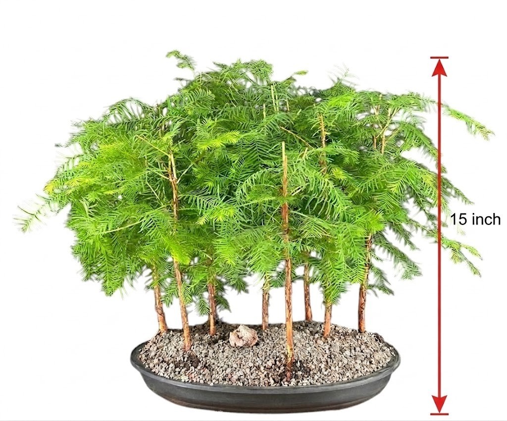Live Dawn Redwood Bonsai Tree 9 Tree Forest Group Deciduous Outdoor Pot 15 Inch