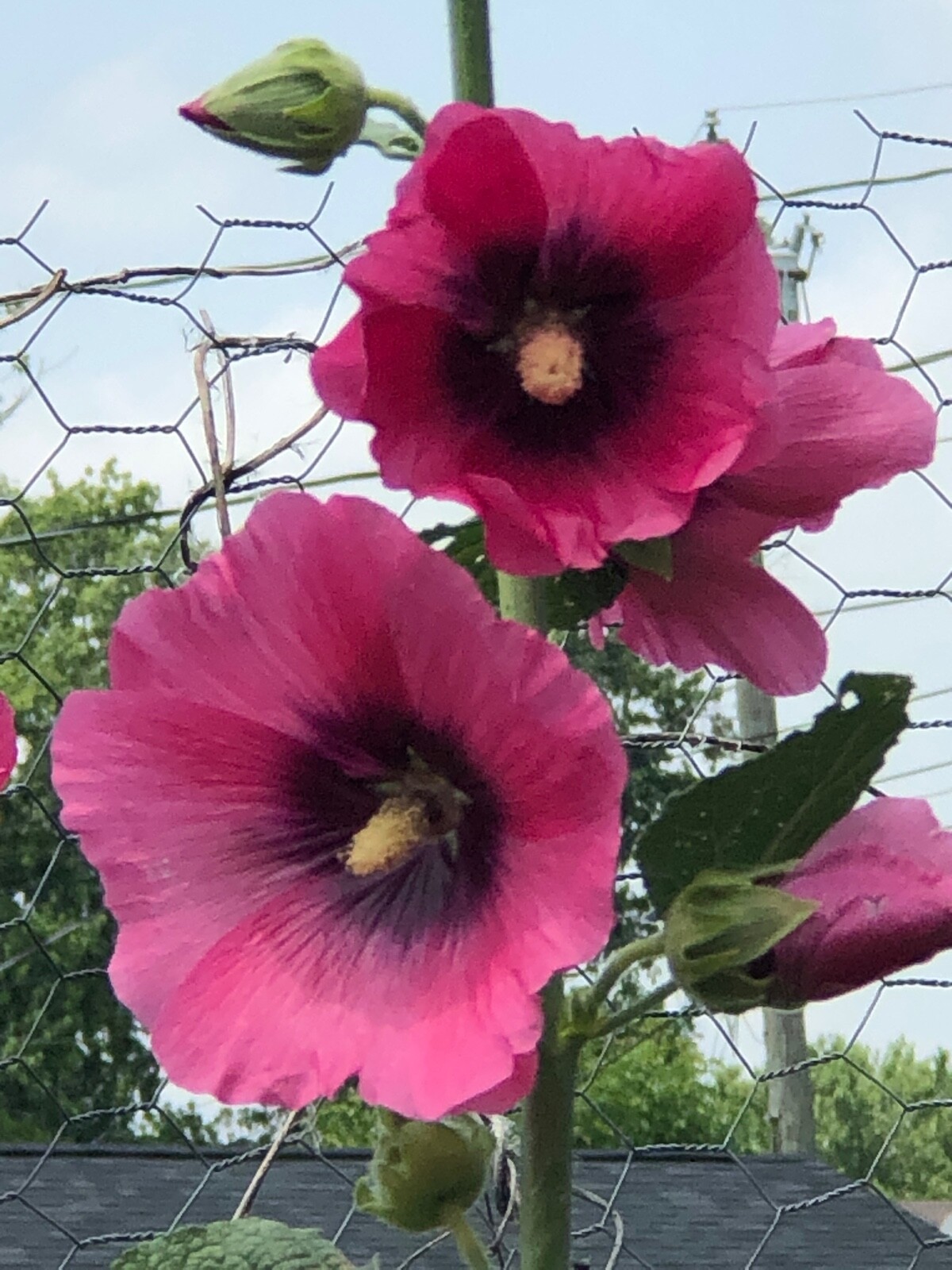 FRESH SEEDS Heirloom Old Fashion HOLLYHOCK Single Color Mix*Organic*Pollinators!