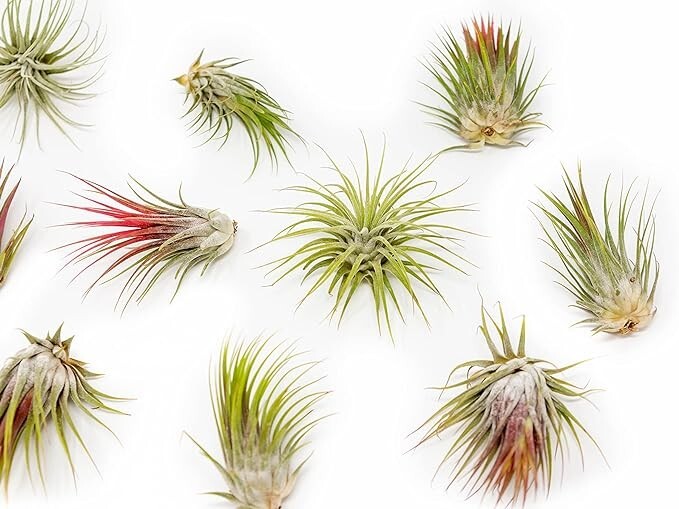 Large Tillandsia Ionantha Guatemala-Wholesale Live Succulents for Indoor/Outdoor