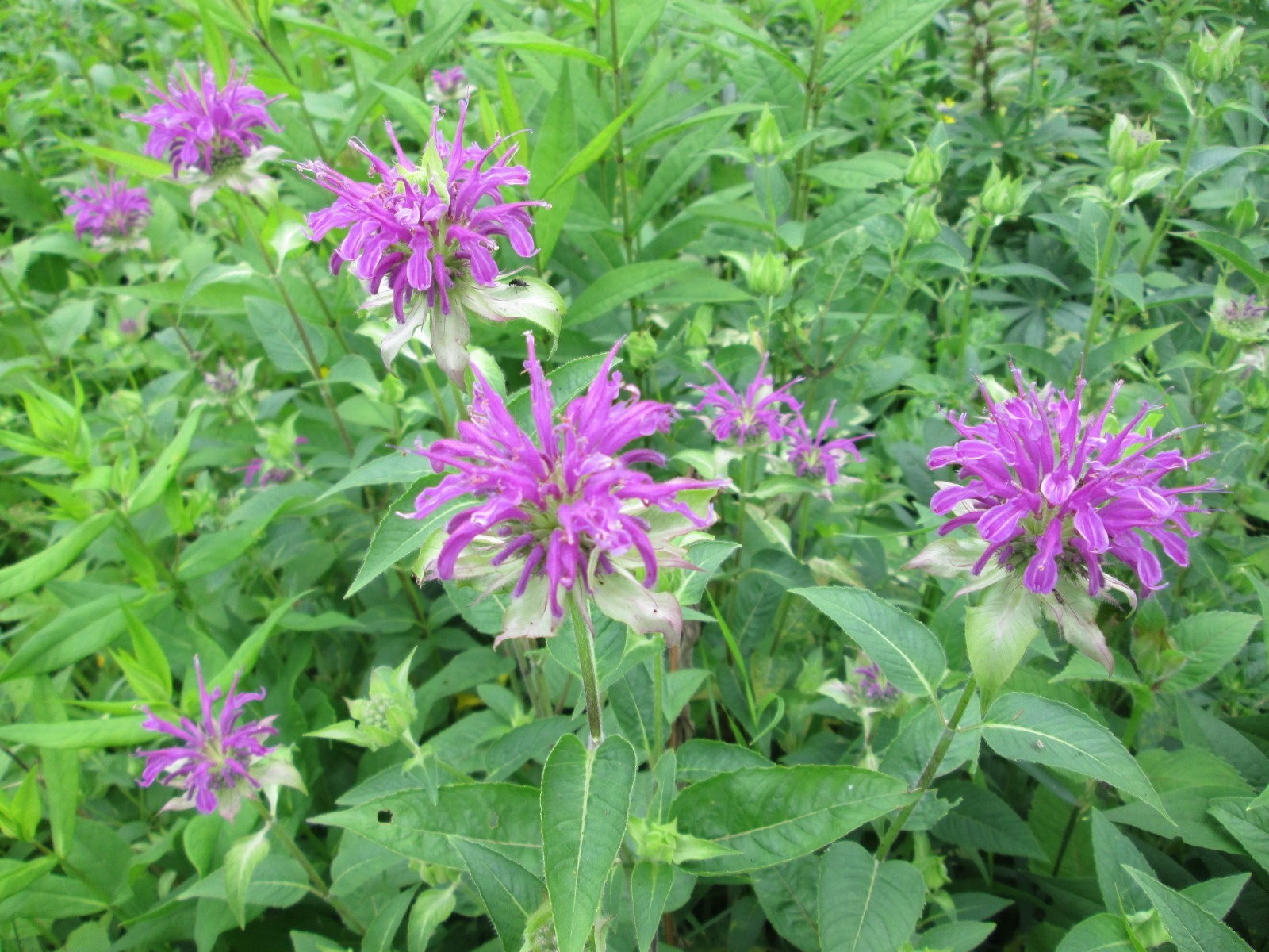 8 Live mixed color monarda bee balm PLANT Bergamot Perennial Butterfly 3-9