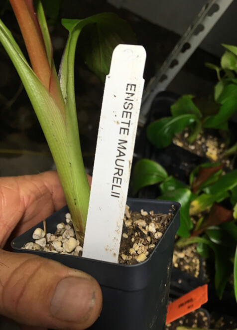 Ensete Maurelii – Red Abyssinian Banana – Cold Hardy Tropical Banana Plant