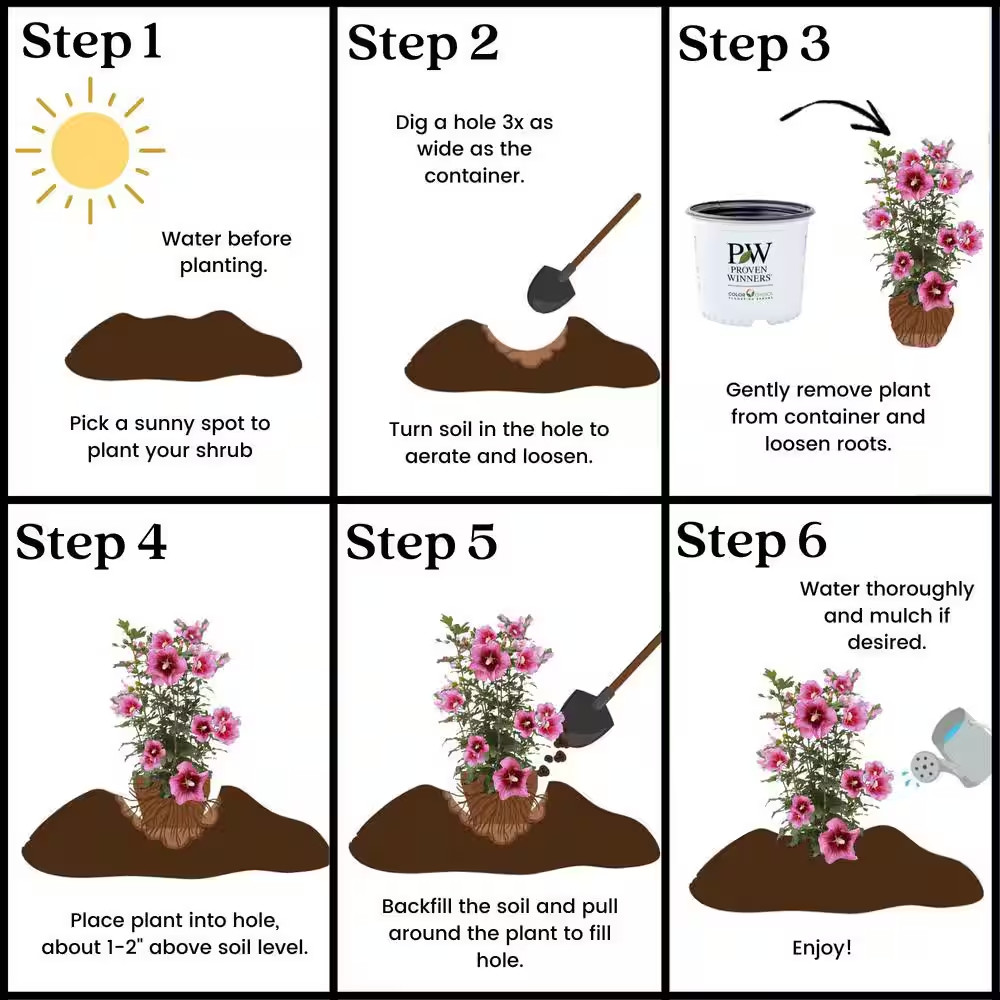2 Gal. Red Pillar Rose of Sharon (Hibiscus) Shrub with Dark Pink Flowers with Re