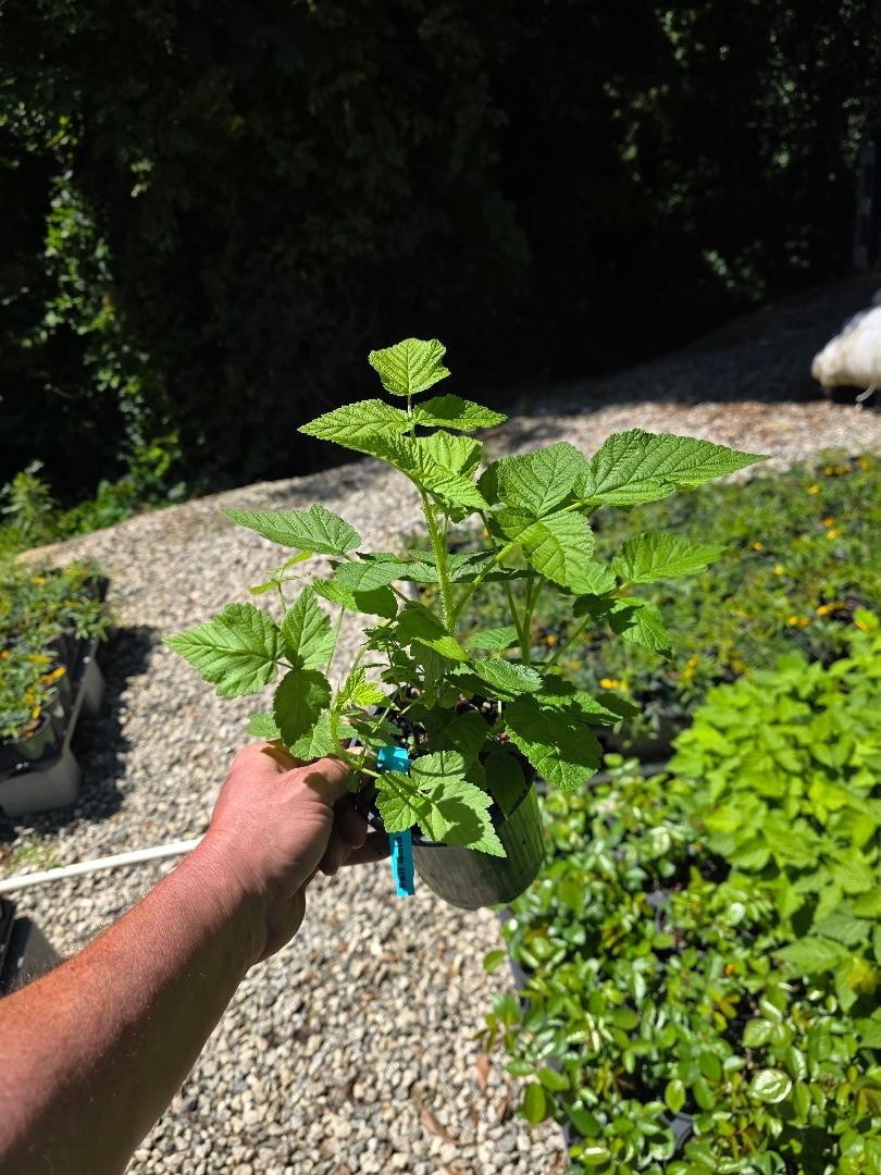 Fall Gold Everbearing Raspberry – Live Plant – ( 1 QT )