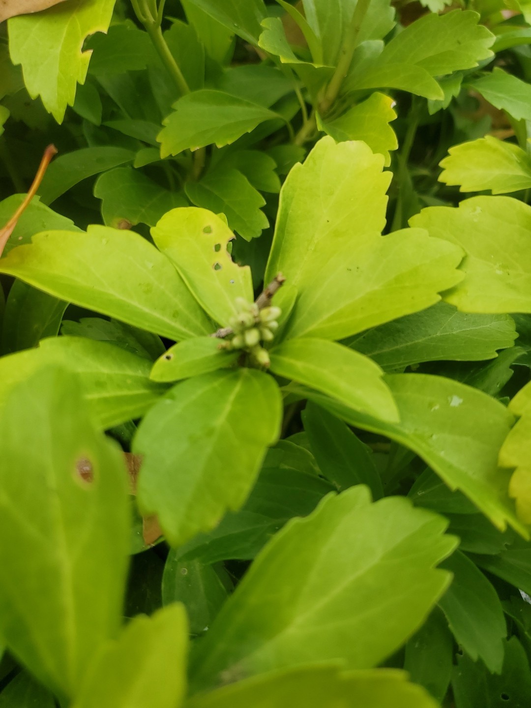 Live 50+ PACHYSANDRA Terminalis JAPANESE SPURGE Fresh