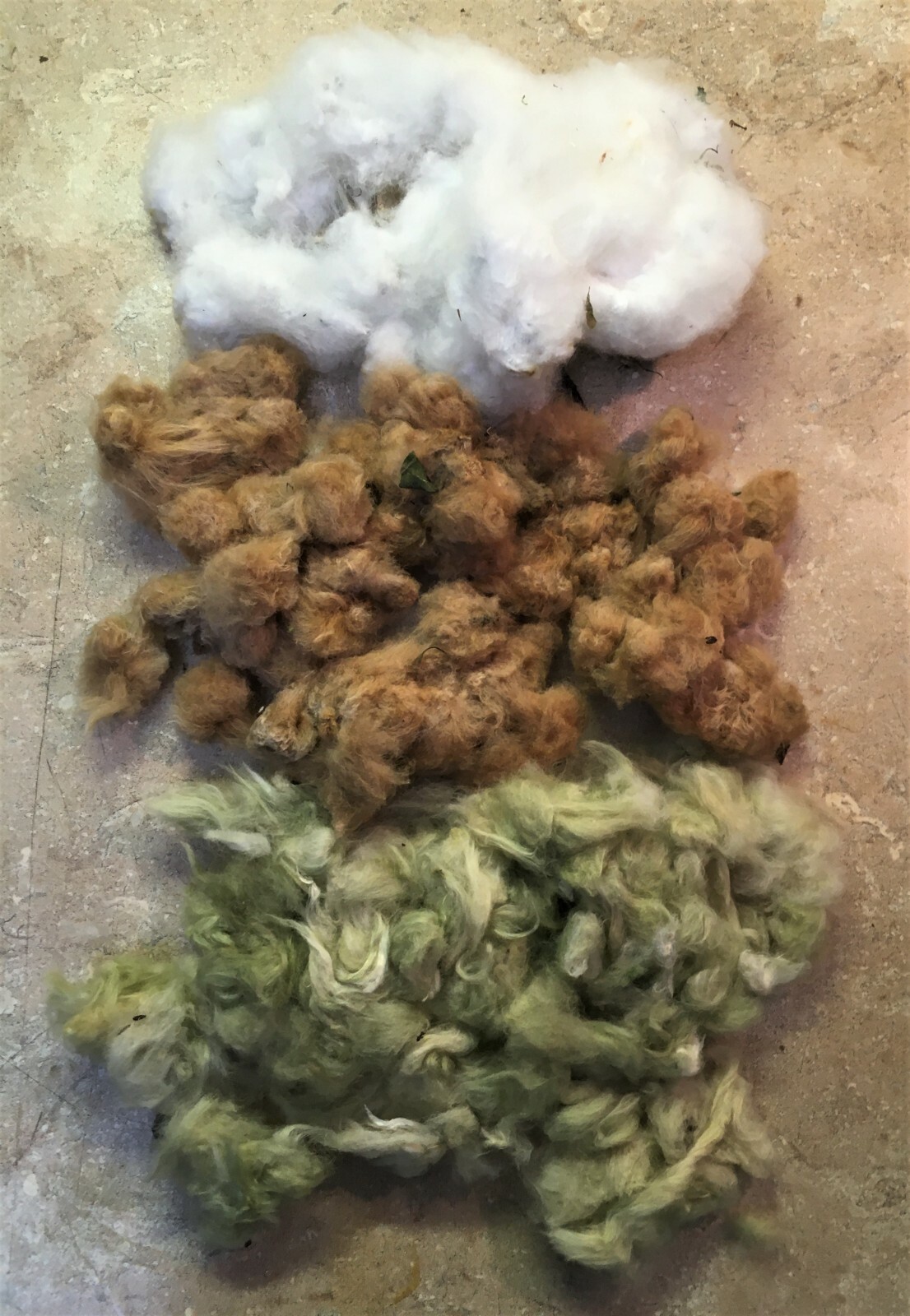 10 Cotton Seed Extremely Rare, Burgundy Leaf, GREEN LINT Heirloom Ornamental