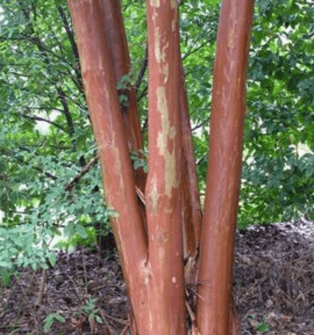 Miss Sandra Crape Myrtle: Stunning Purple Blooms and Year-Round Interest