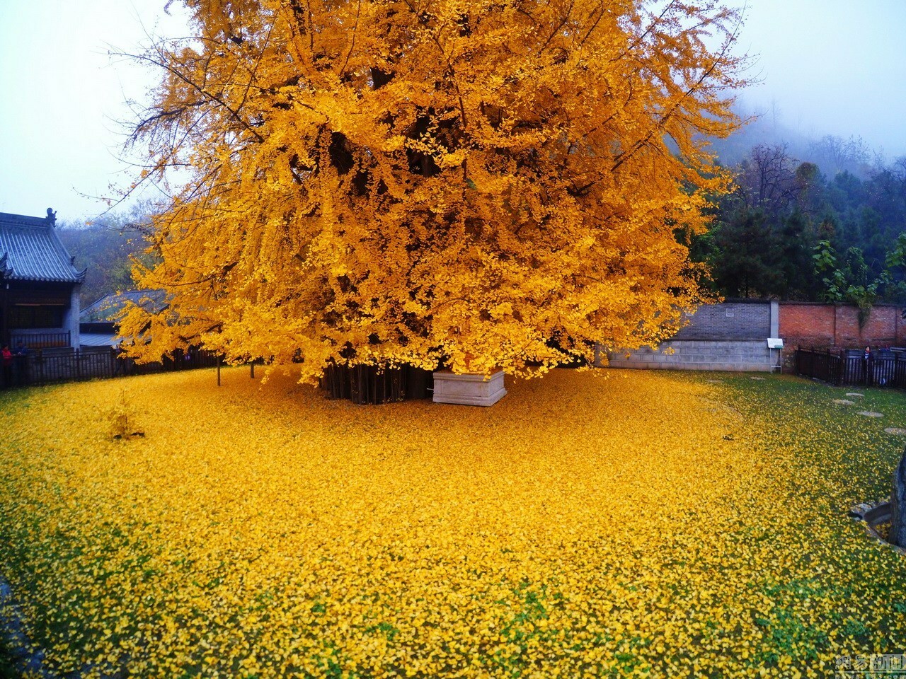 Gingko Biloba tree 6″- 9″ Qty (3), 6-8″ Dwarf Red Buckeye, 11-13 Ky Coffee tree