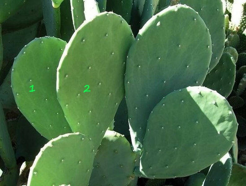 Prickly Pear Cactus Pads Organic Plant, Beauty Regimen, Reptile and Human Food