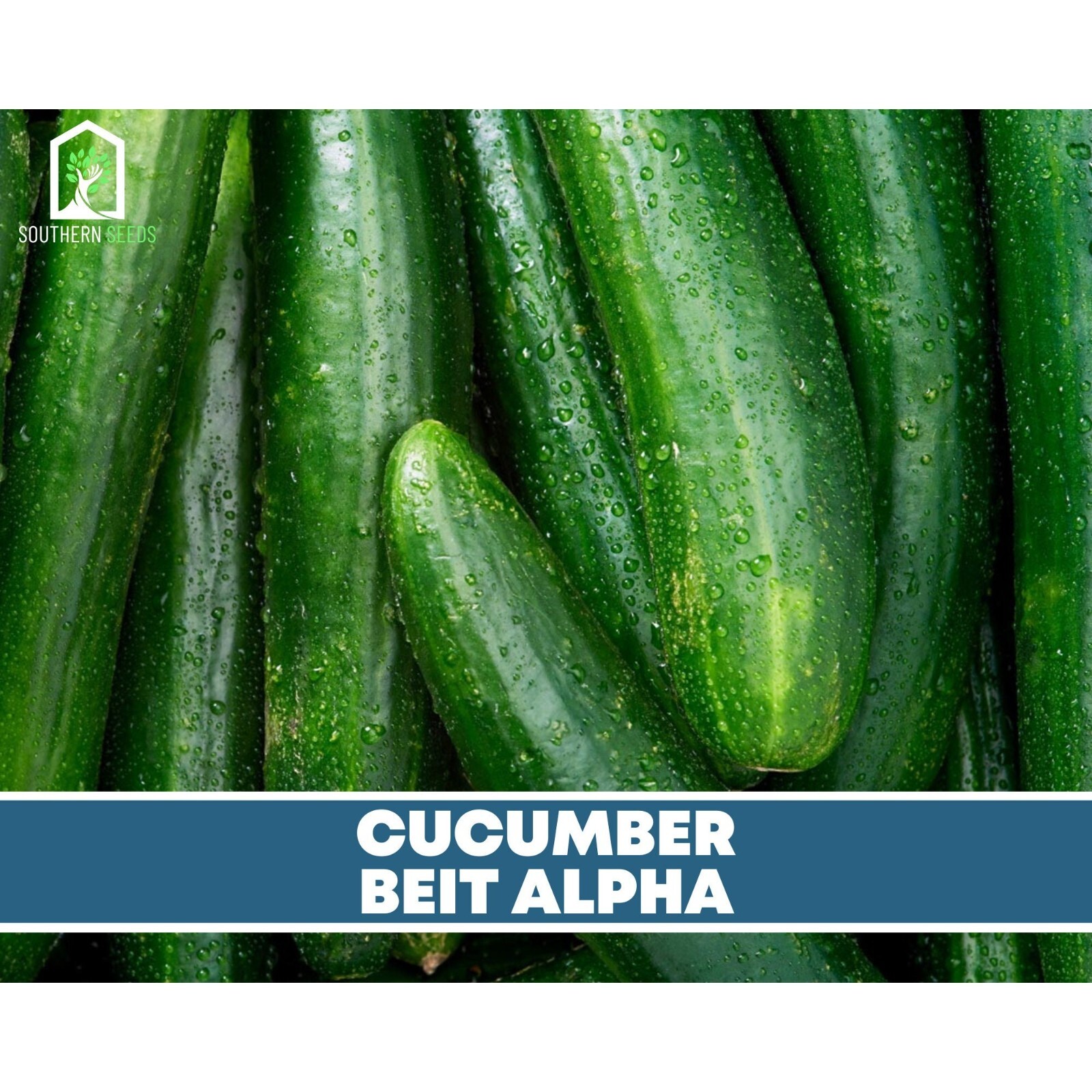 Cucumber, Beit Alpha – Heirloom Seeds – NonGMO (Cucumis sativus)