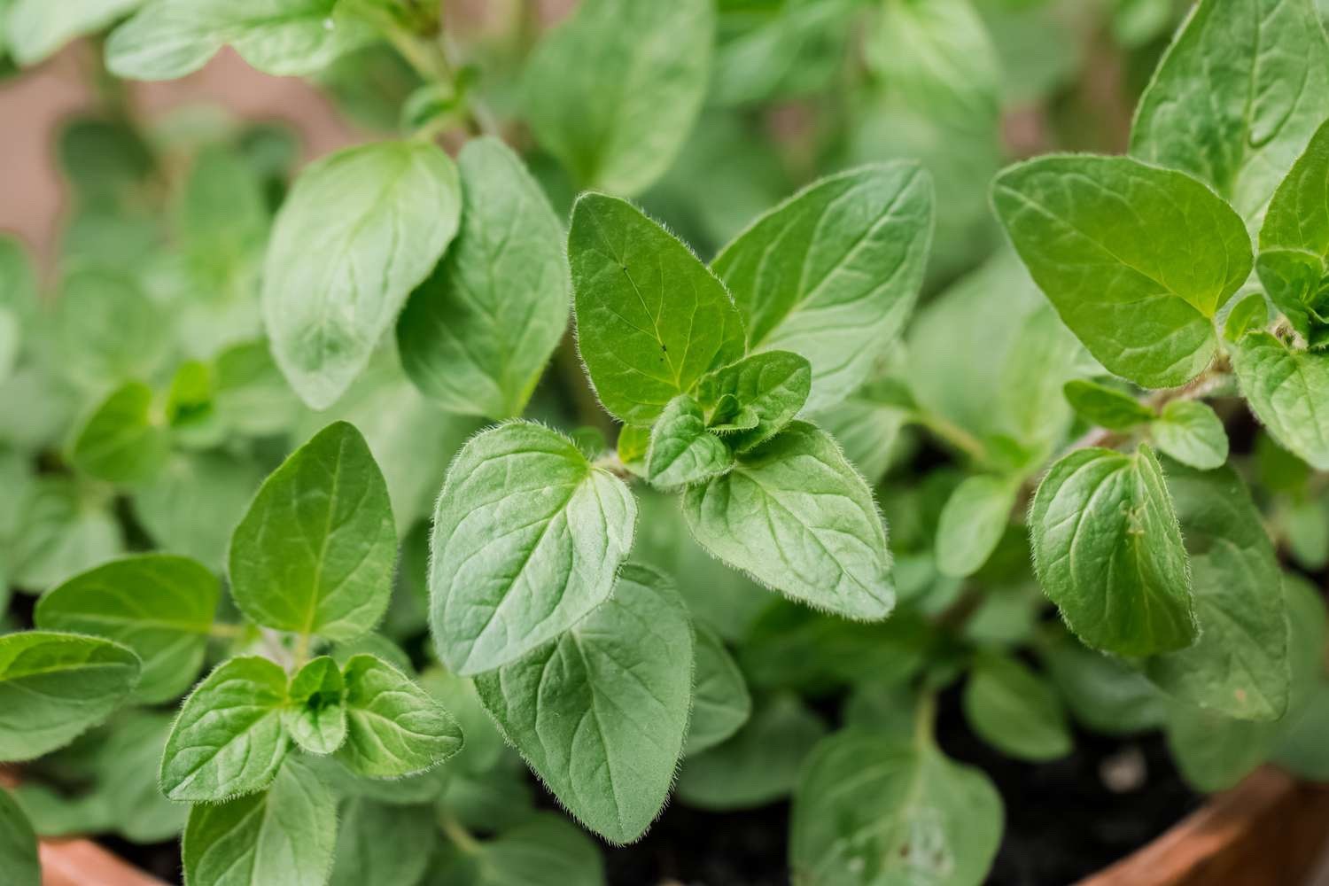 Organic Oregano-Origanum vulgare-NON GMO-Herb-Live Starter Plant-FREE SHIPPING!!