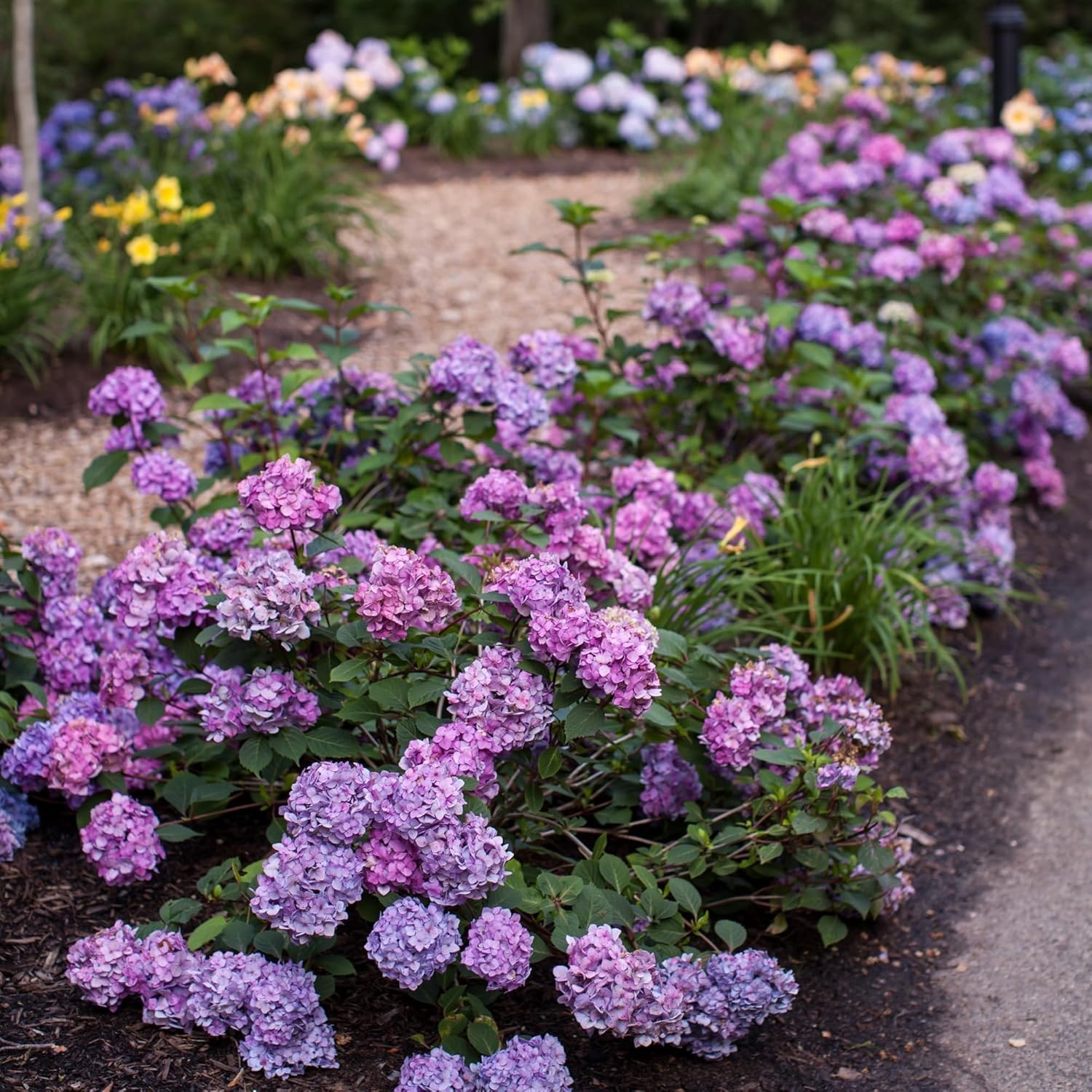 1 Gallon Hydrangea Bloomstruck – Eye-Catching Pink or Purple for Every Garden