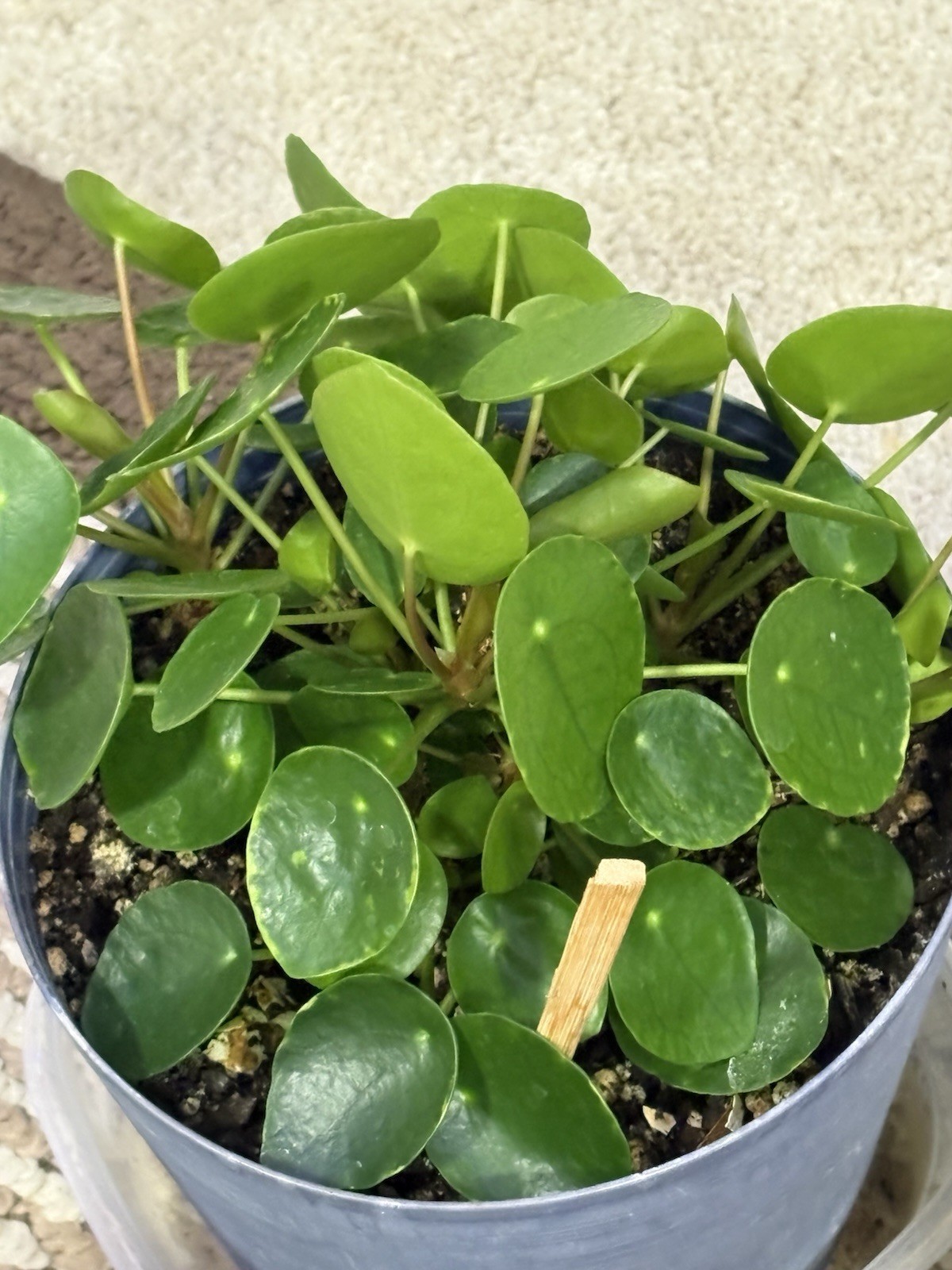 (1) 🪴CUTE Rooted Chinese Money Plant – Pilea Peperomioides – EASY GROW🌱