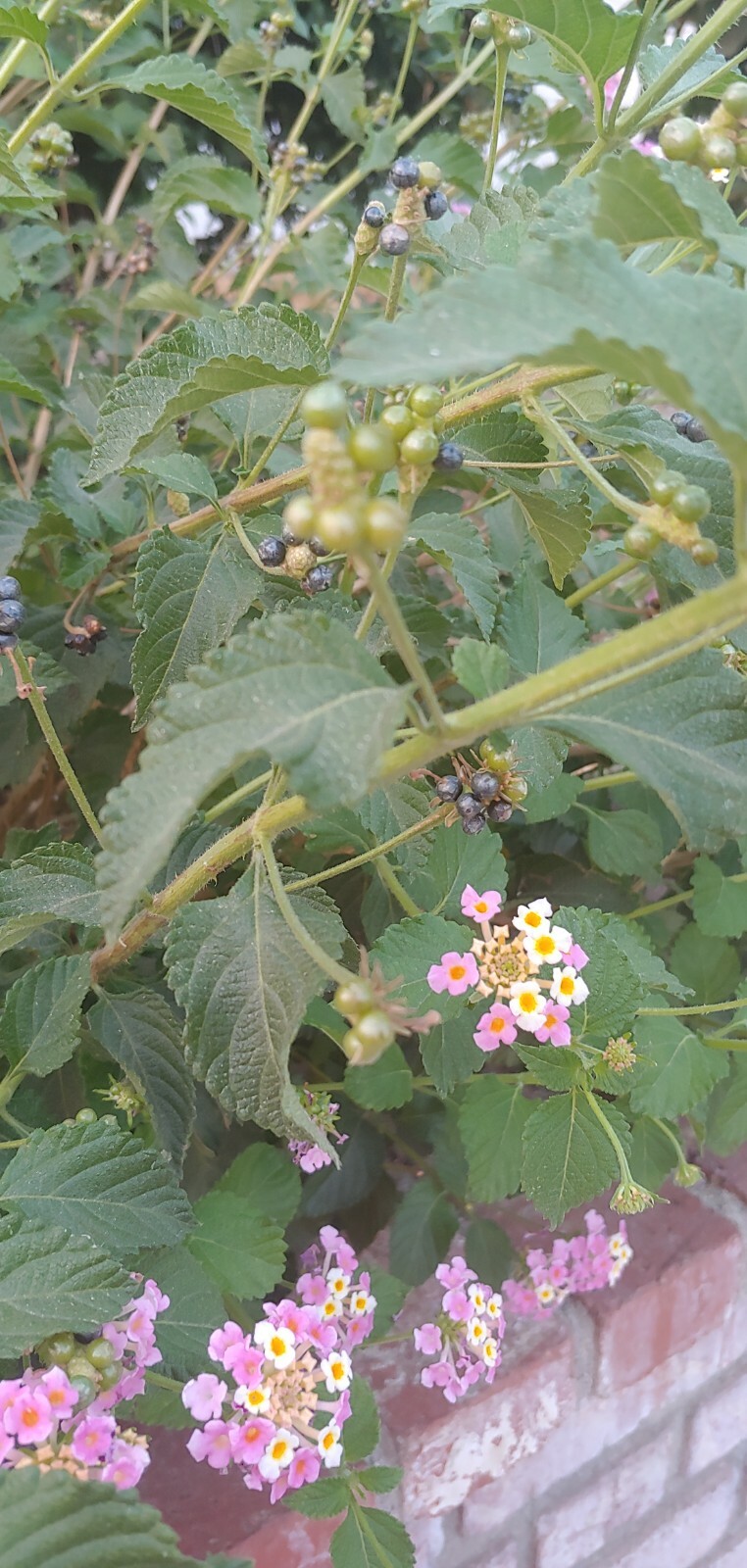 30 Seeds, Lantana camara, Mix color, ham and eggs