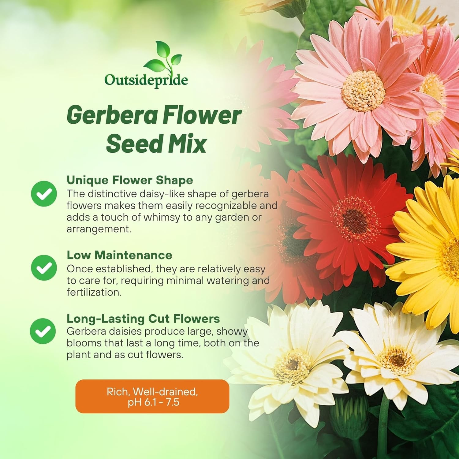 100 Seeds Gerbera Seeds For Planting | Perennial Gerbera Flower Seed Mix