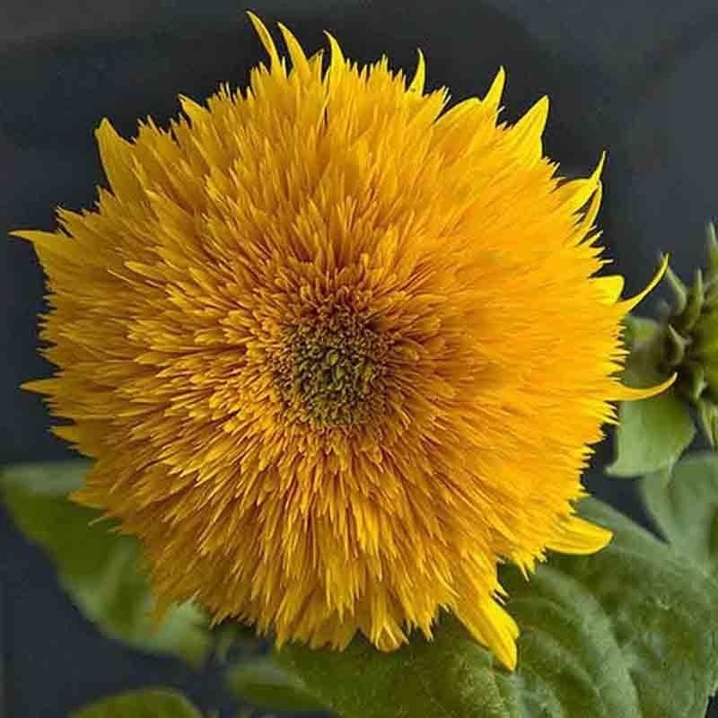 50+ DOUBLE TALL TEDDY SUNFLOWER SEEDS SPRING NON-GMO GIANT RARE BUTTERFLIES USA