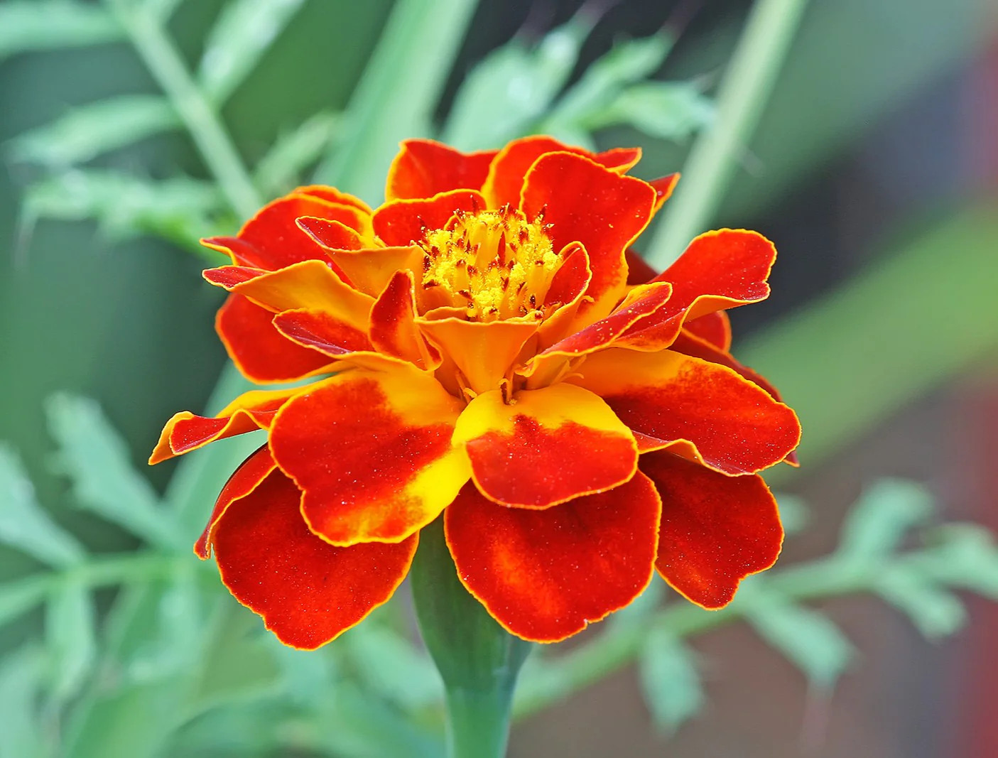 Queen Sophia French Marigold Seeds – For 2025 Planting Medium Tagetes Patulas