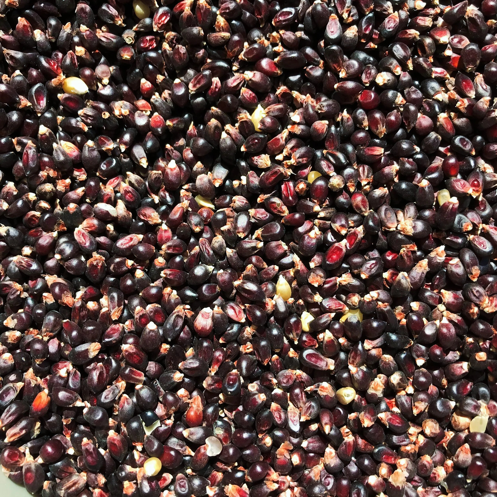 Dakota Black Popcorn Seeds | Popping Purple Blue Ornamental Pop Corn Seeds 2023