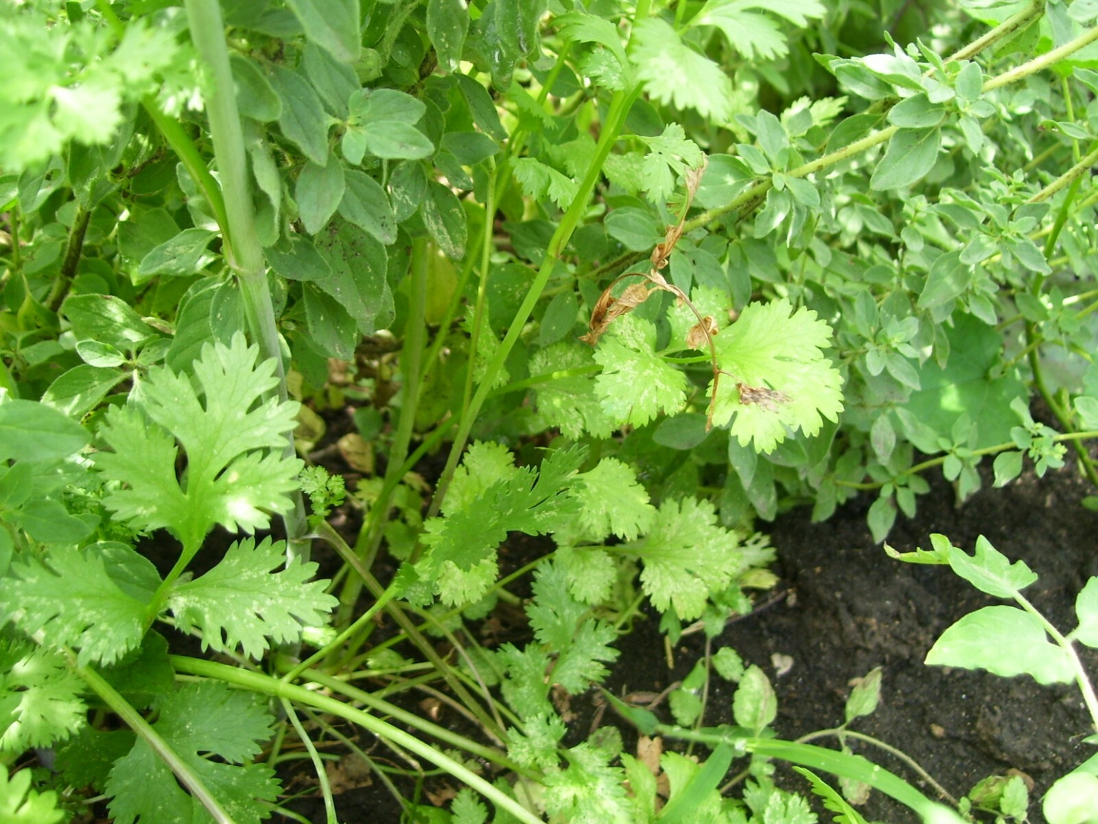 Coriander CILANTRO Seeds Microgreens Heirloom Chinese Parsley Bulk Salad Herbs