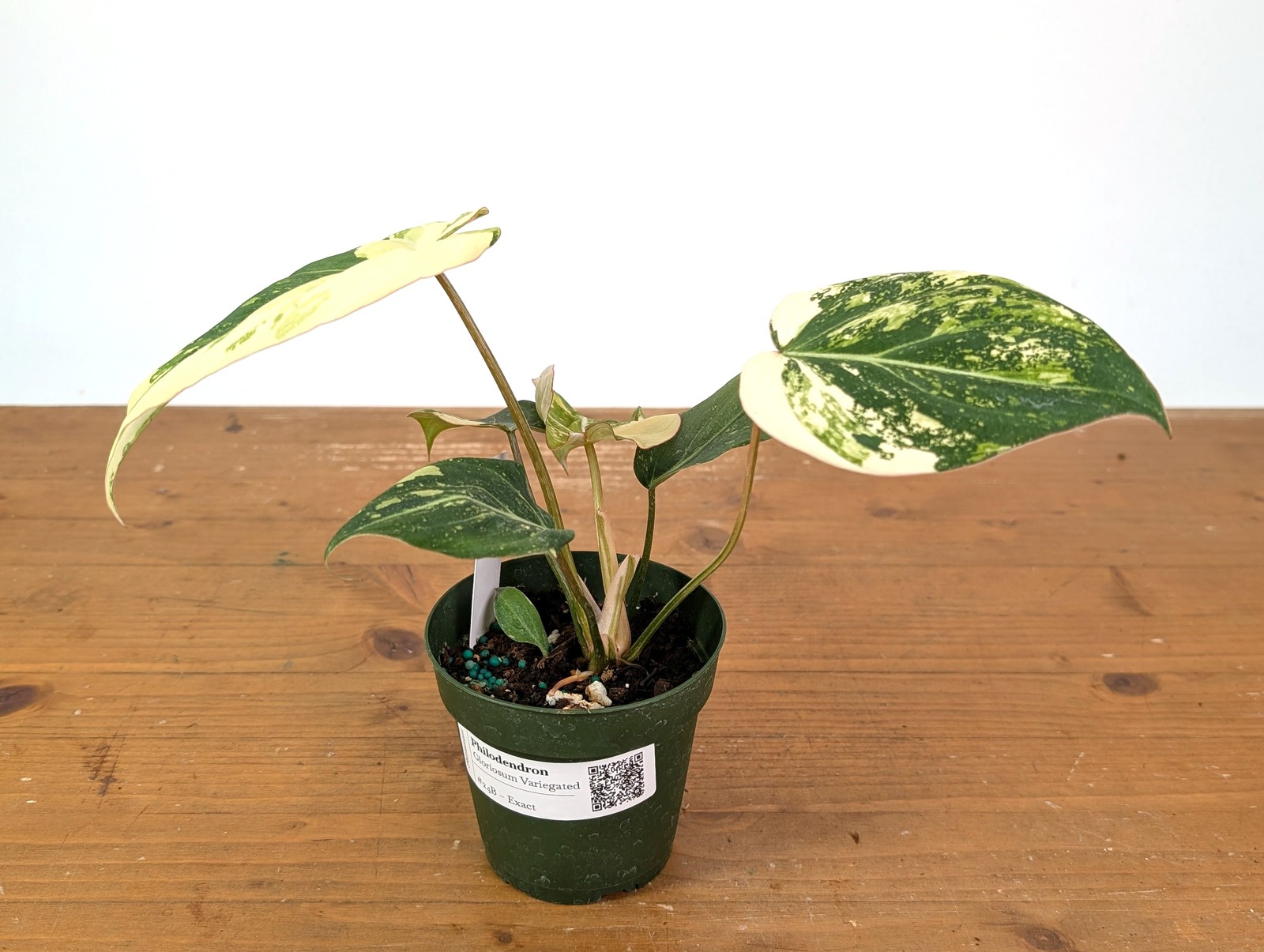 Philodendron Gloriosum Variegated (Type 2) – EXACT Plant #24B