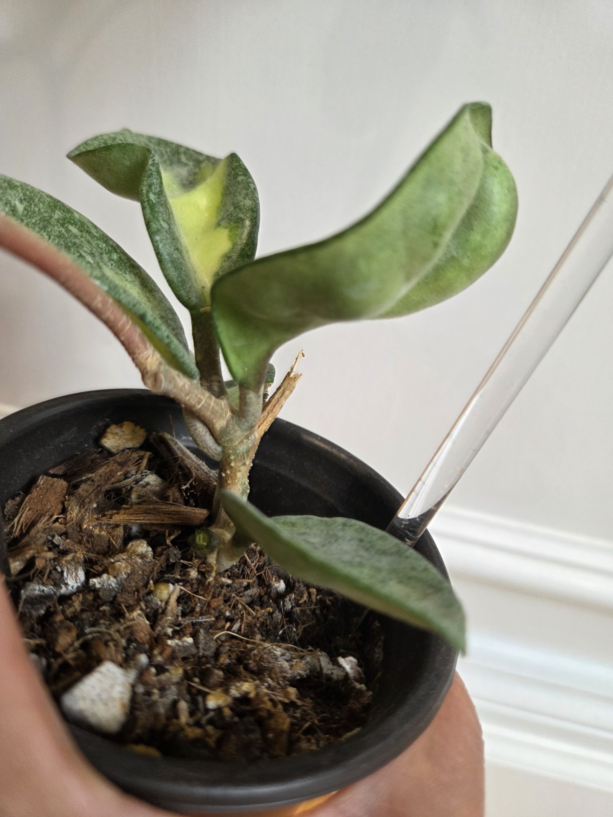 Hoya Argentea Princess fully established plant