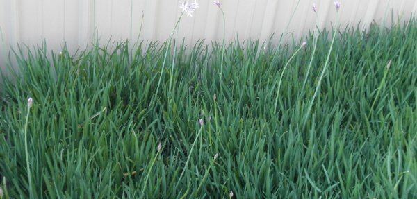 Society Garlic Bare Root (30 INDIVIDUAL LIVE BULBS) From My Garden to Yours