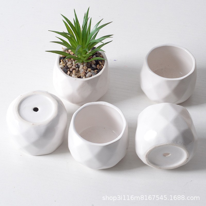 Live Plant Hard-Leaf Ivory Tower Perfect for Home Decor in Pot with Soil