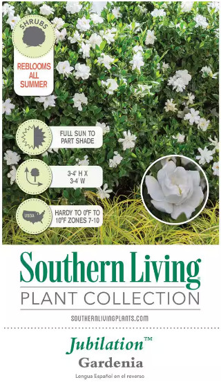 Live Gardenia with White Fragrant Blooms 2.5 qt Evergreen Shrub Garden Plant