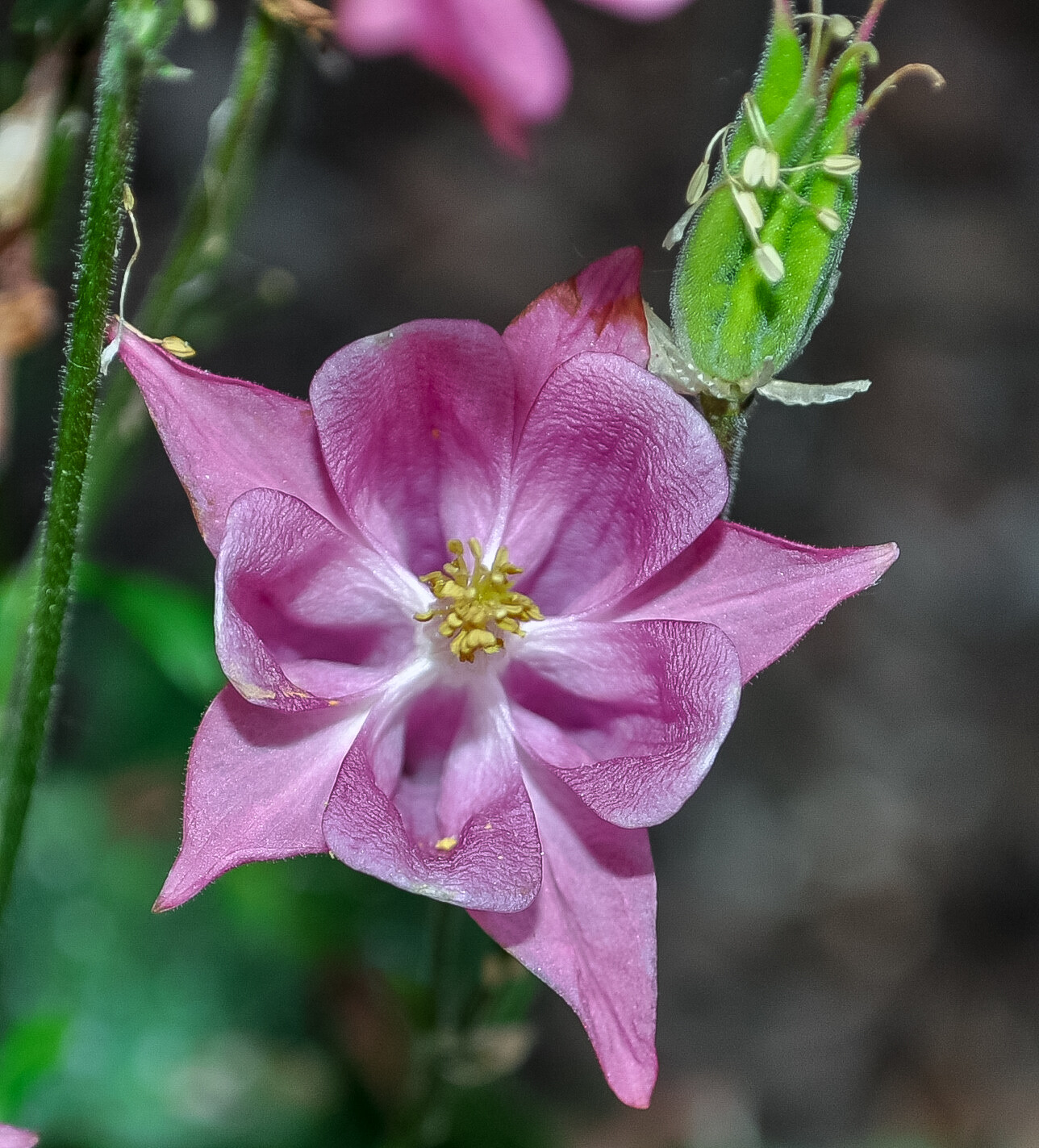 Perennial Flower Seeds Pink Columbine Seeds Aquilegia Flower 30 Seeds