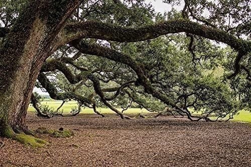 Southern Live Oak Tree | 2 Inch | Quercus virginiana | Low Maintenance | Hardy