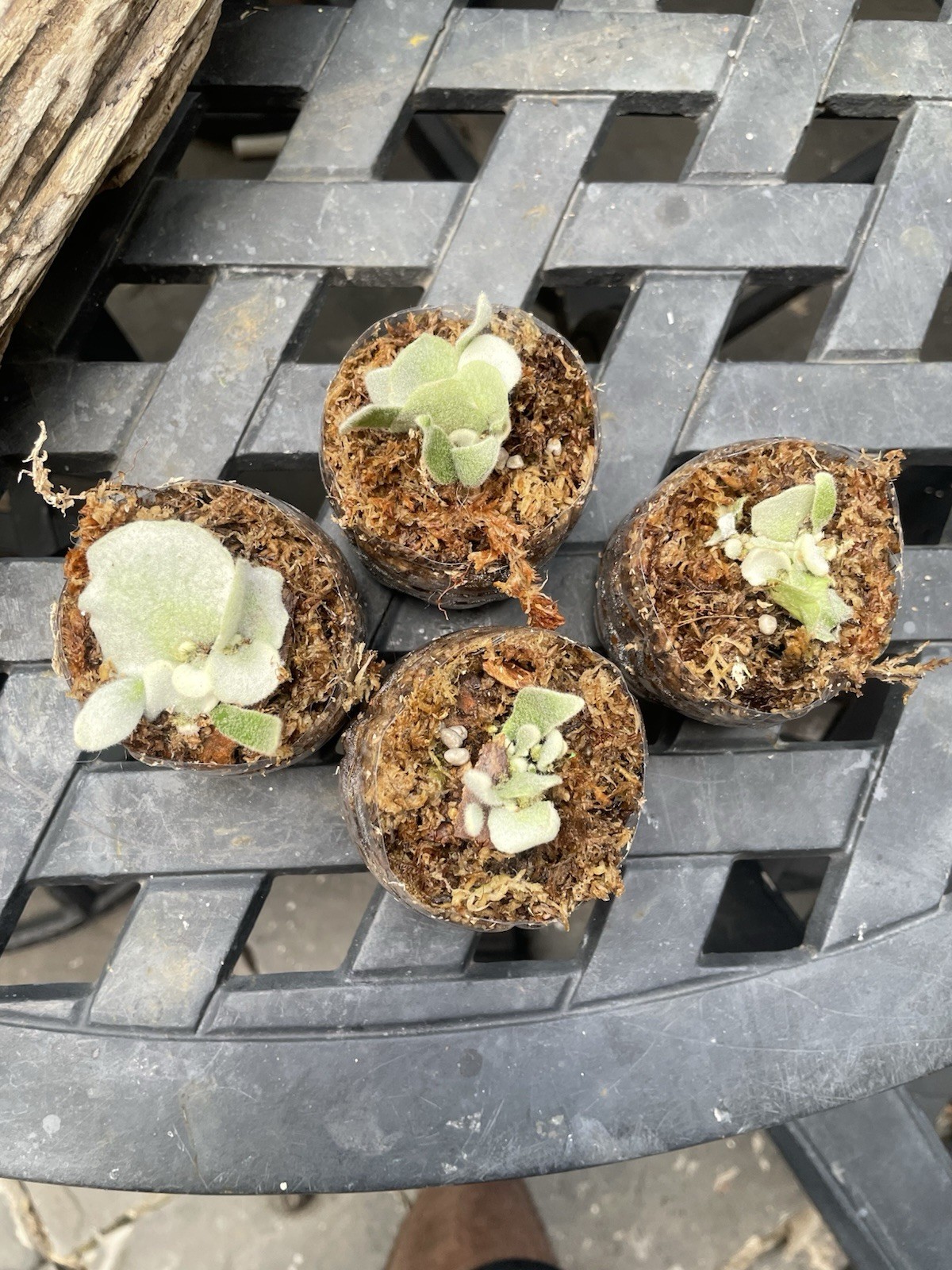 Platycerium Pedro Tatsuta