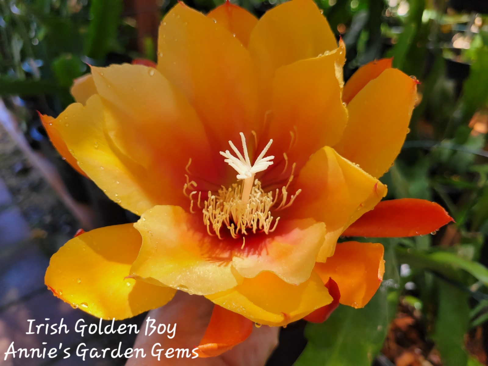 Epiphyllum Irish Golden Boy Unrooted Cuttings – 8 to 10 inches long