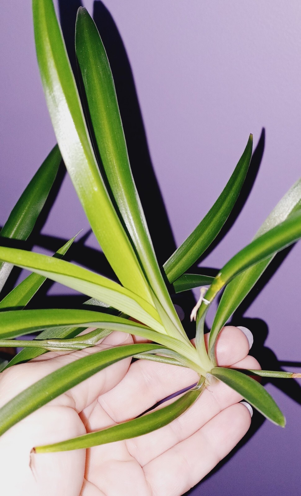 Easy To Grow Baby Spider Plant Cuttings Healthy Air Cleaning – LIVE PLANT BABY