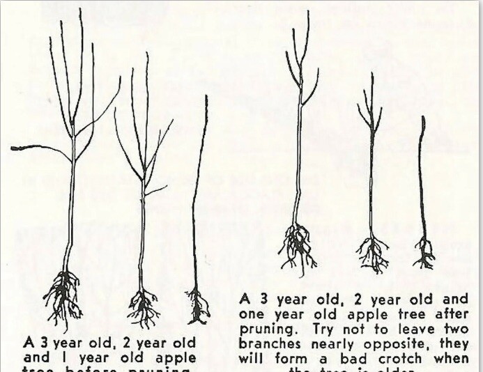 Early Summer Red apple tree grafted 5x5x12 inches pot size 1 year old