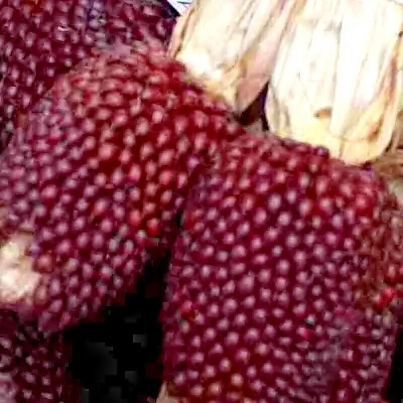 120+ STRAWBERRY RUBY CORN SEEDS – POPCORN – SWEET — HEIRLOOM — ORGANIC — RARE