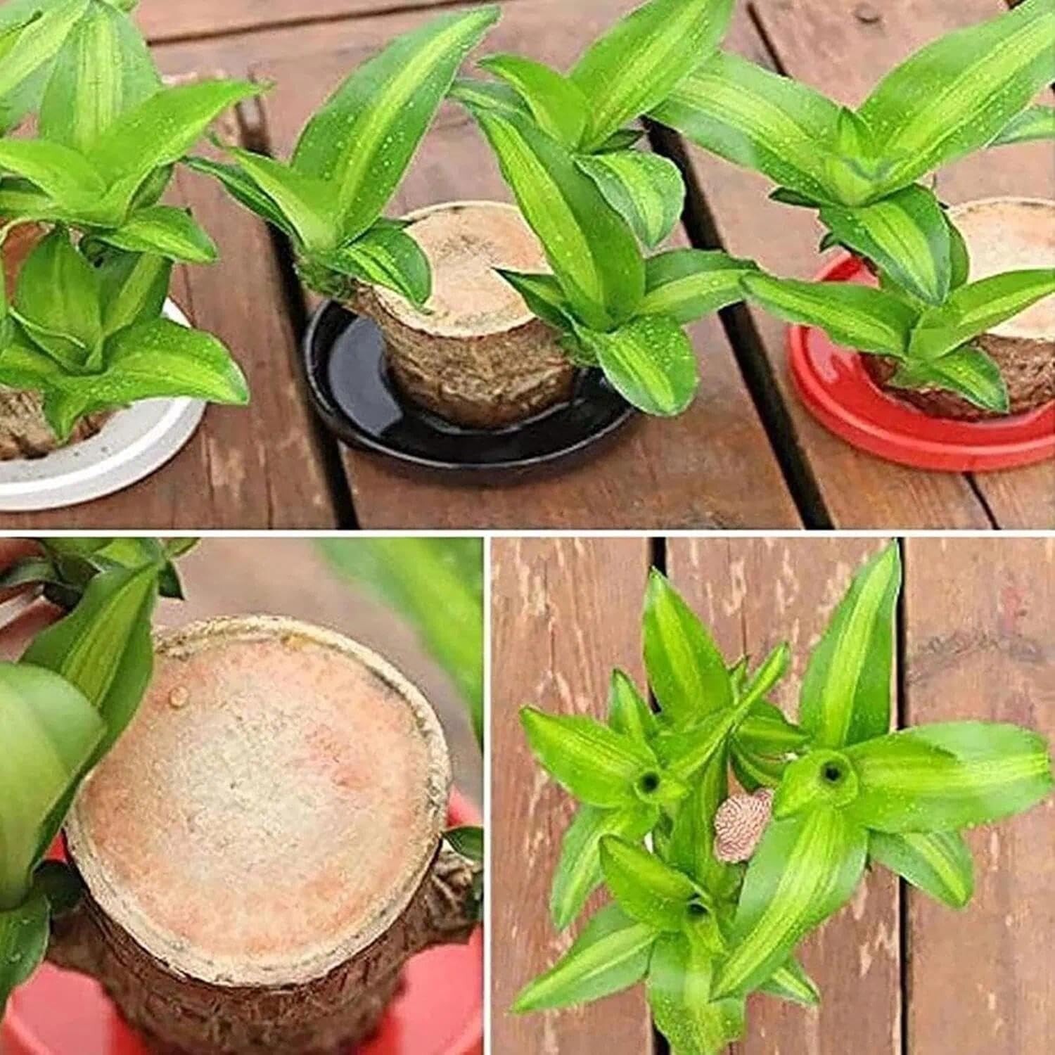 Brazilian Wood plant, Indoor Office Desktop Plant, mini Brazil Lucky Wood Decor