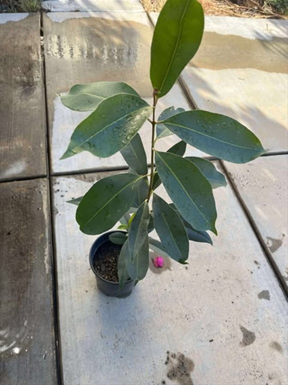 Java Plum Live Plant – 2.5ft Tall – 1 Gallon Pot – Syzygium Cumini Tropical