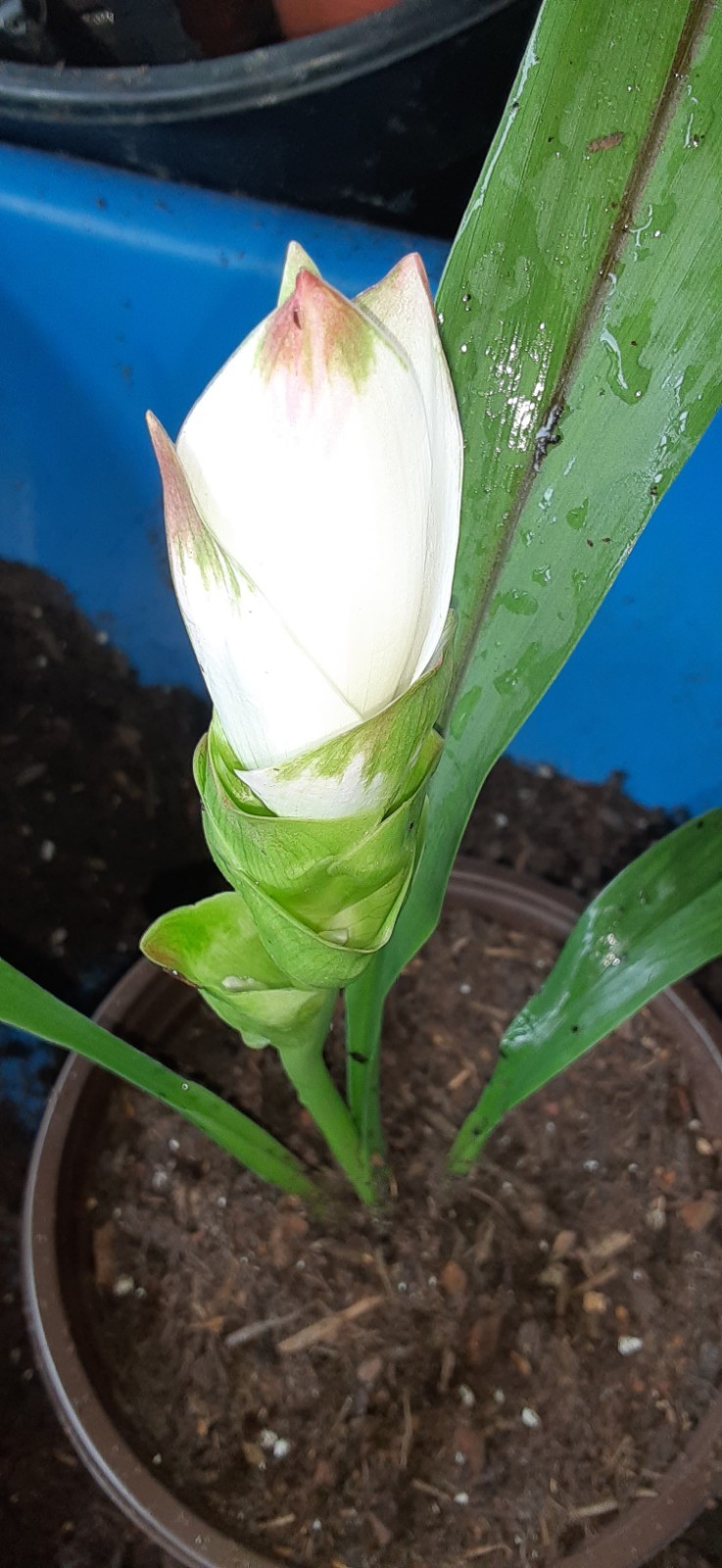 1 White Siam Tulip Ginger Starter Plant- READ LISTING