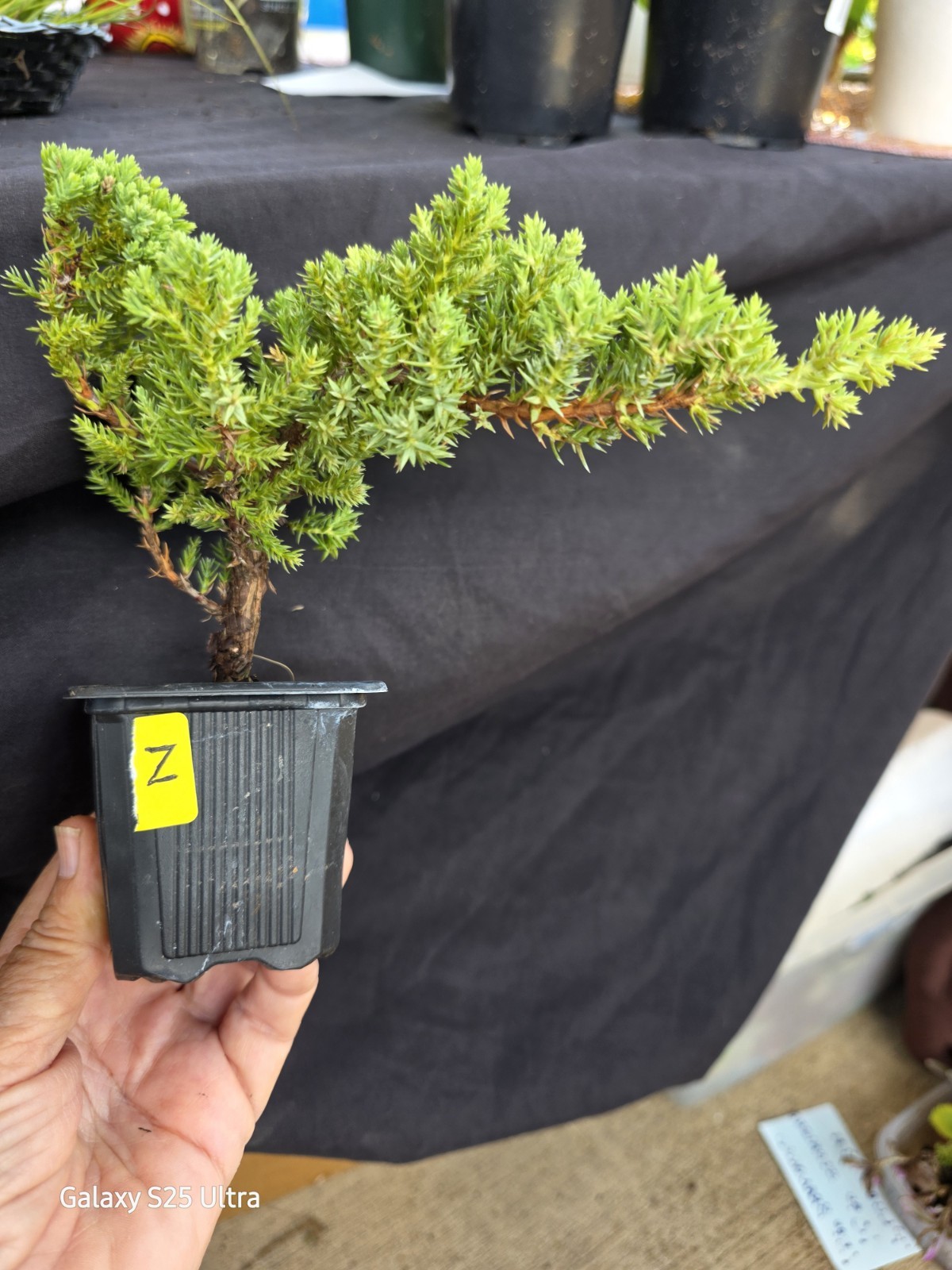Young Juniper Bonsai Tree Procumbens Nana Ready to Train Live 3″ Pot Z