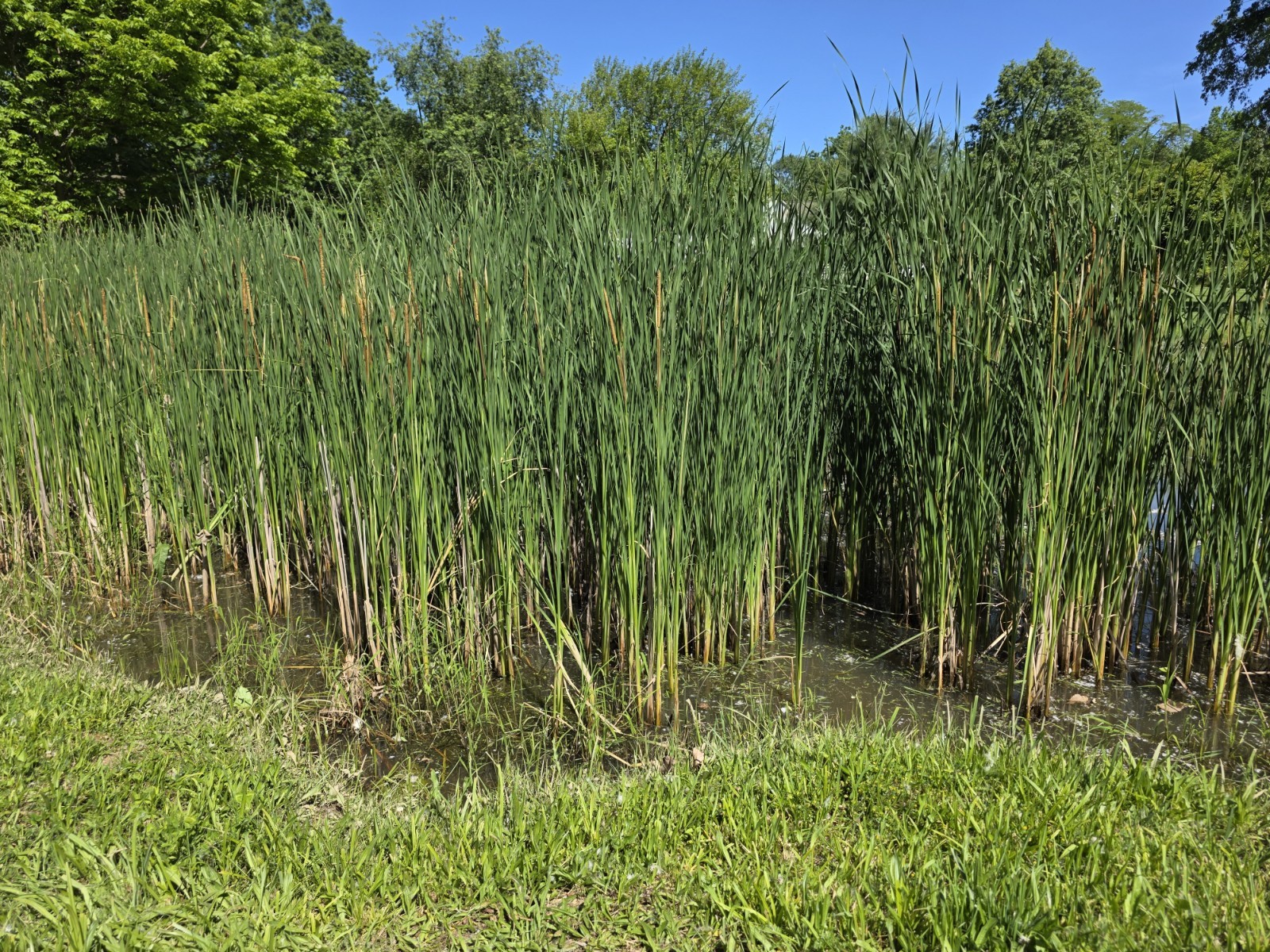 * Live Cattail Winter Hardy Aquatic Marginal Pond/Bog Plant * Buy 1 Get 1 Free