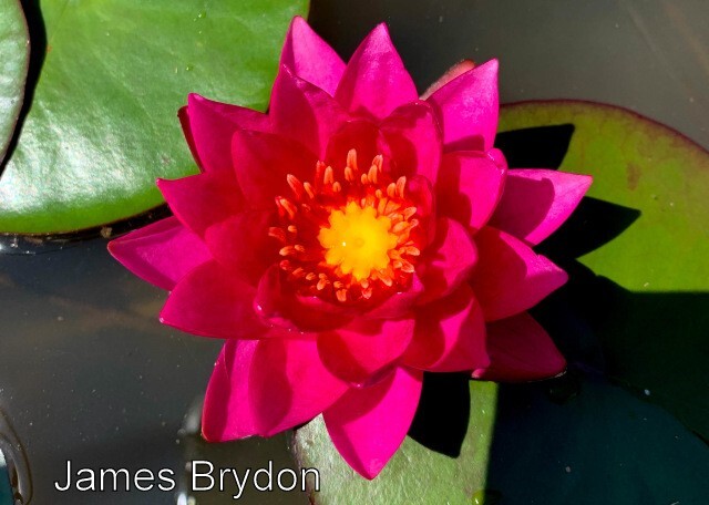 SUNFIRE water lily – hardy pond plant – FOR CHARITY – Nice tuber!