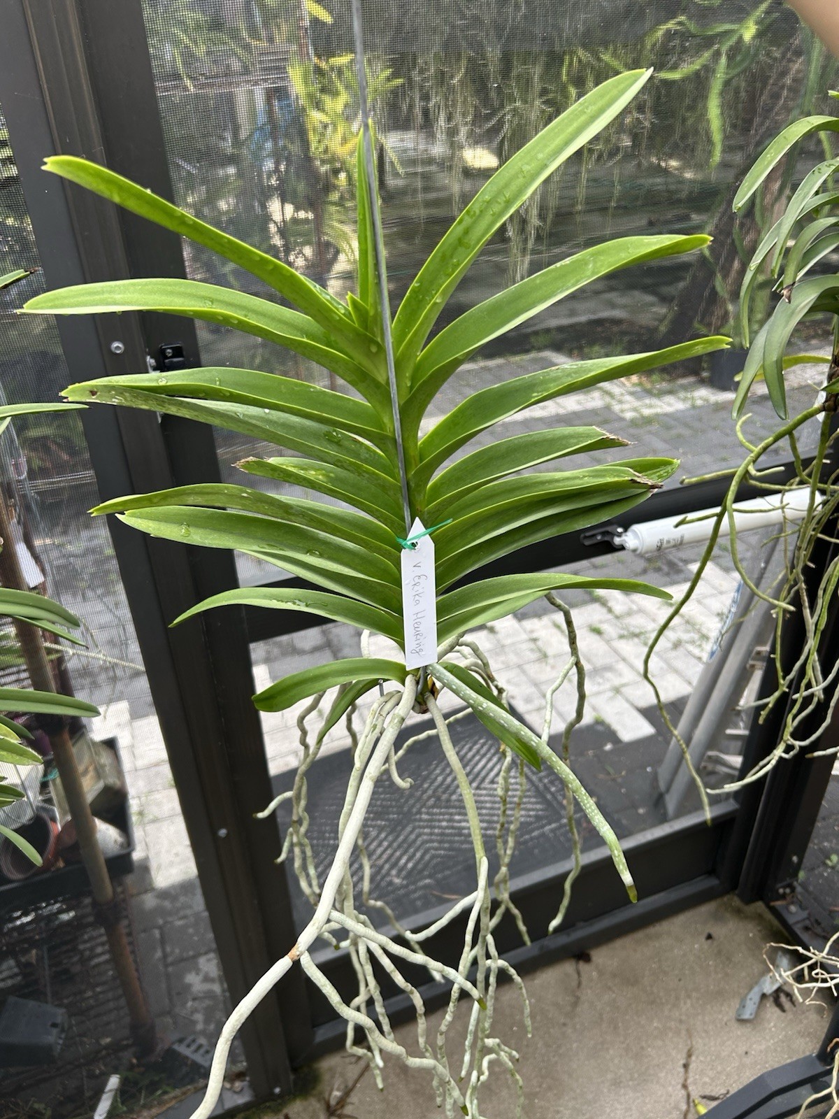 Vanda Mem. Erika Heuring , Purple fragrant Orchids