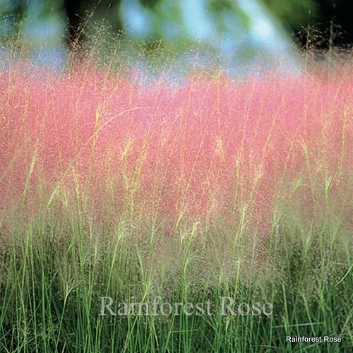 Muhlenbergia capillaris 38 ornamental Muhly grasses in tray Zone 6-10