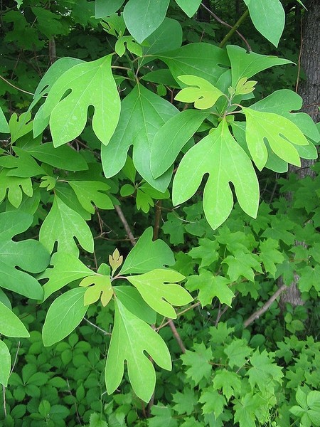 Sassafras Tree – 20 – 30″ Tall – Grown in a Trade 1 Gallon