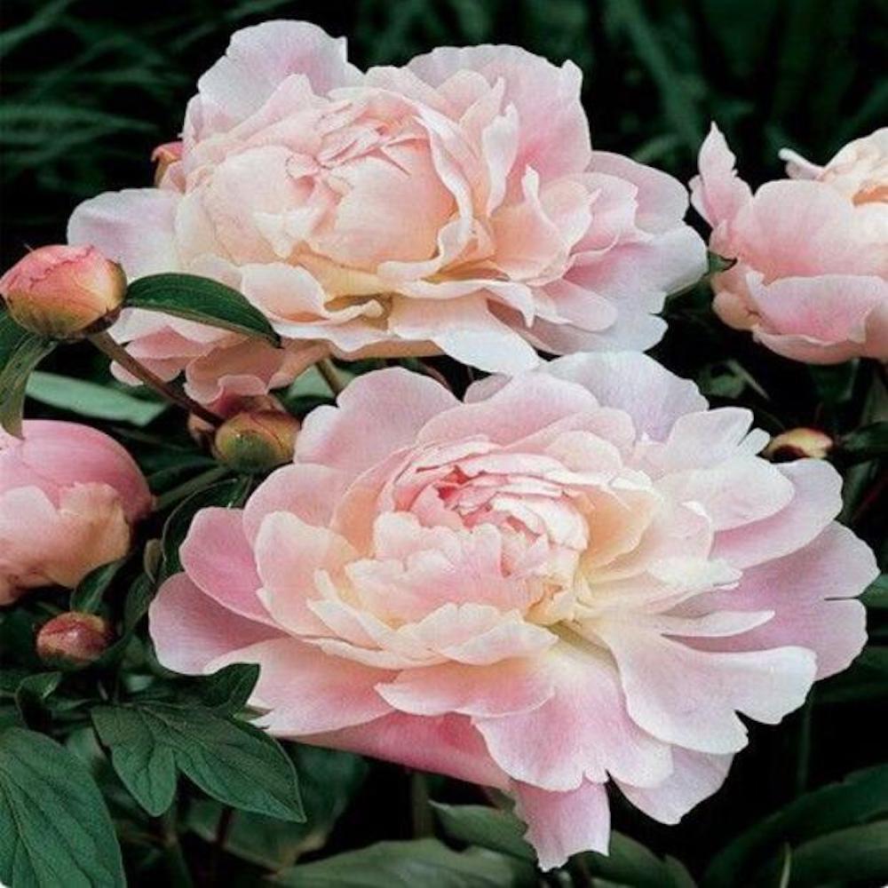 20 EXOTIC RARE PEONY SEEDS for garden flower beds plant bush USA SELLER USPS