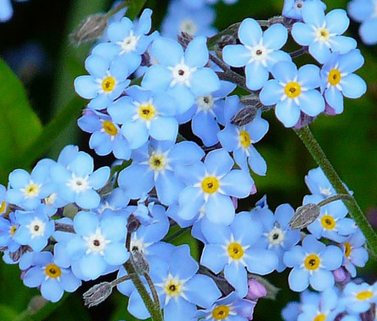 401+FORGET ME NOT Seed Woodland Wildflower Blue Blooms Spring Summer F.Sun/Shade
